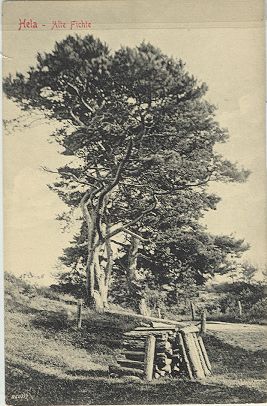 Hel - Old spruce